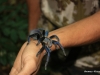 Spinne bei Trackingtour